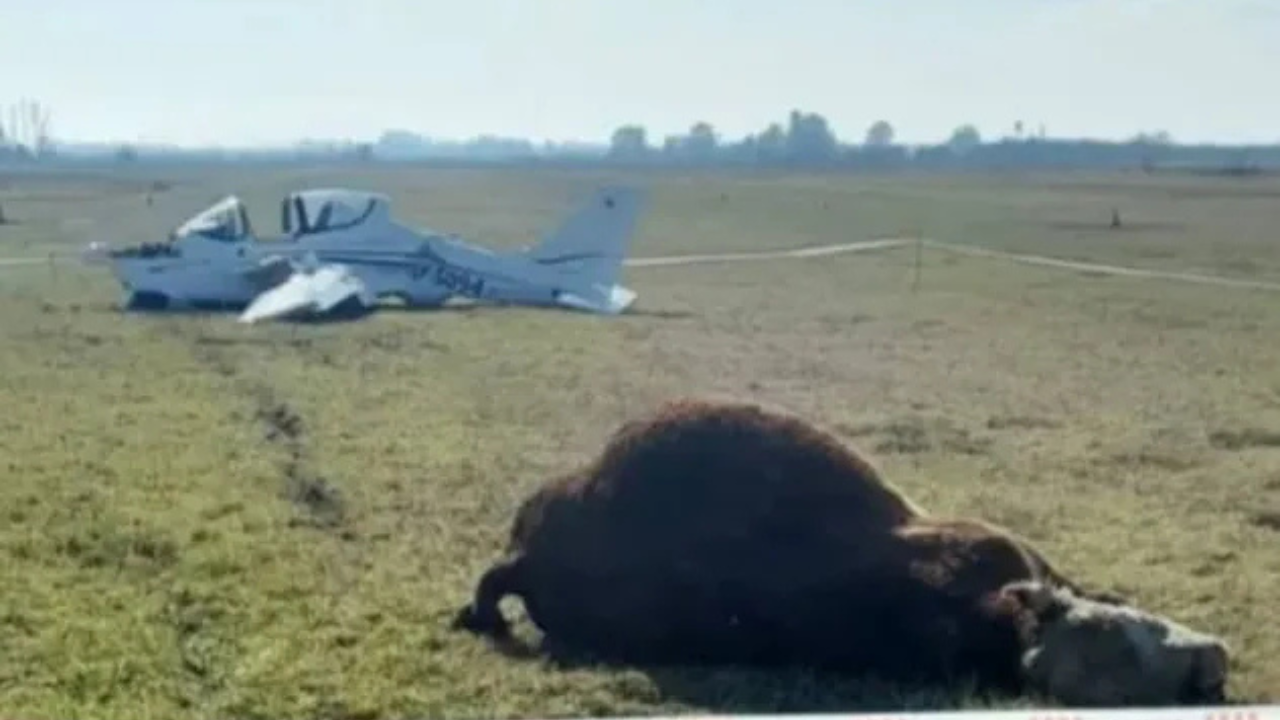 El animal murió en el acto, los dos pilotos se encuentran fuera de peligro.
