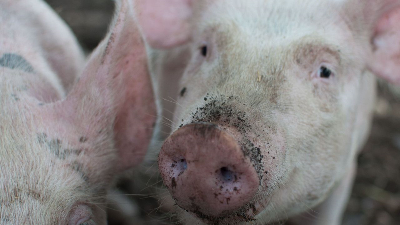 Un juez cordobés condenó a la distribuidora de electricidad provincial a indemnizar a dos productores por el incendio que destruyó la maternidad de un criadero y provocó la muerte de más de 90 animales.