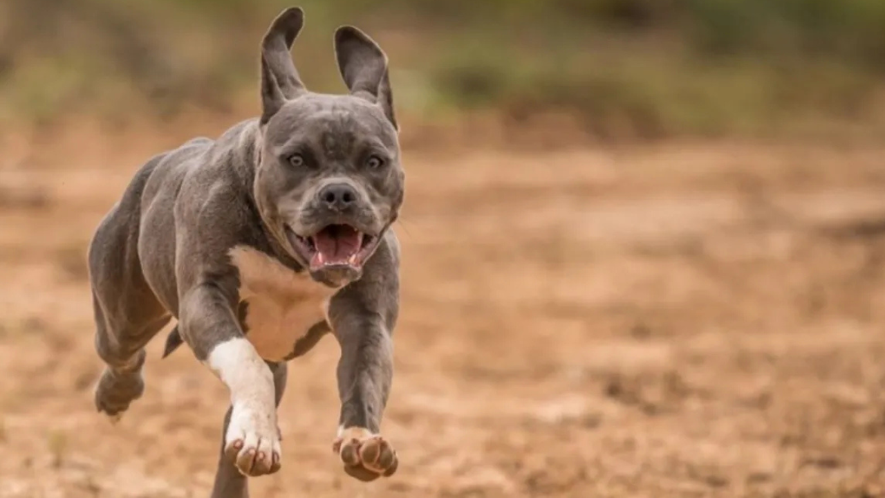 El hombre fue imputado por las lesiones provocadas por su perro a dos personas en San Martín. Mientras, el animal quedó a cargo de Zoonosis de la comuna.