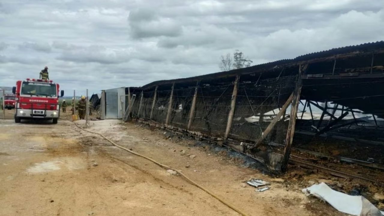 Una dotación de 20 bomberos logró extinguir el fuego luego de más de cuatro horas de trabajo. Apenas 140 aves lograron sobrevivir.