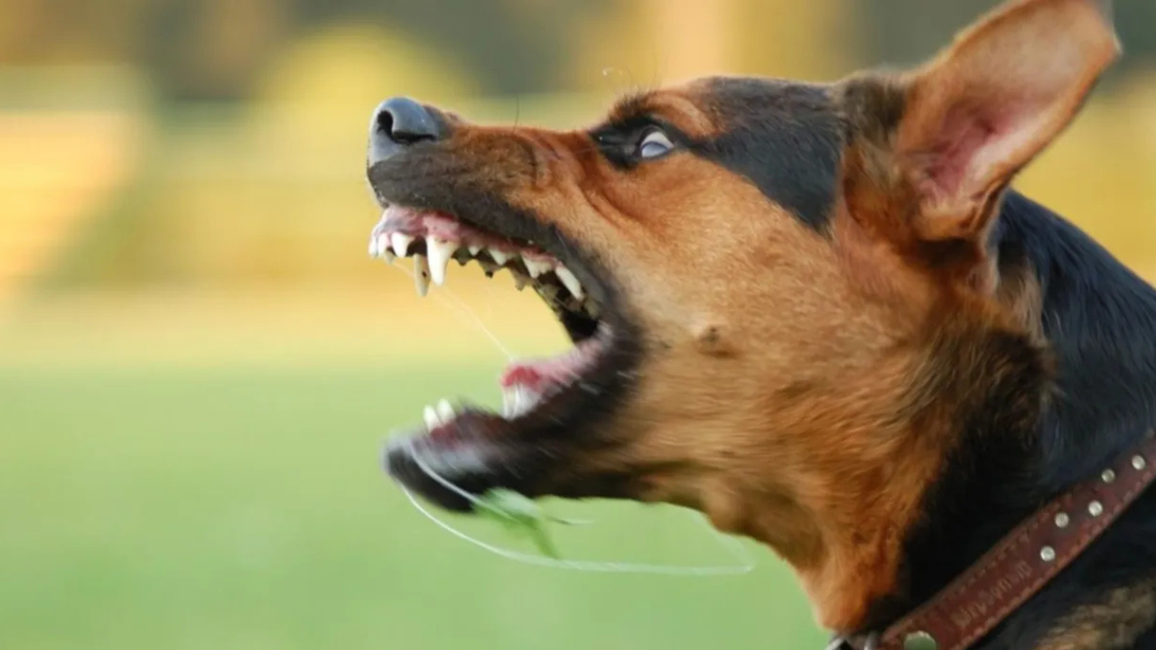 Una mujer sufrió lesiones de consideración y secuelas estéticas permanentes tras el ataque de un perro en plena vía pública. Eran cerca de las nueve de la mañana cuando caminaba hacia su trabajo y, al pasar frente a una vivienda, el animal se lanzó sobre ella sin advertencia previa.
