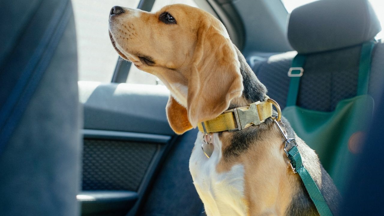 El 29 de abril se celebra en Argentina el Día del Animal, fecha que no solo invita a reflexionar sobre su protección, sino también a incorporar hábitos de cuidado.